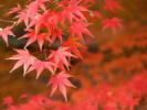 イメージ写真：カエデの紅葉